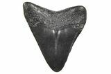 Juvenile Megalodon Tooth - South Carolina #359026-1